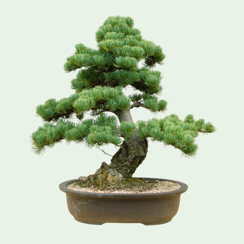Bonsai Plants